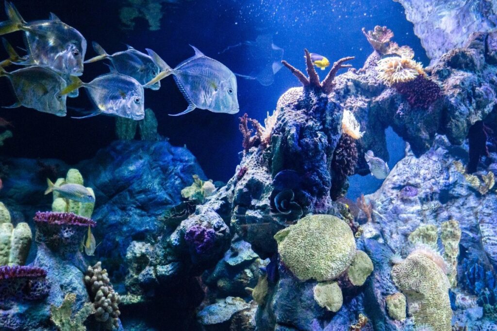 2. Ripleyโs Aquarium of Canada, Downtown Toronto